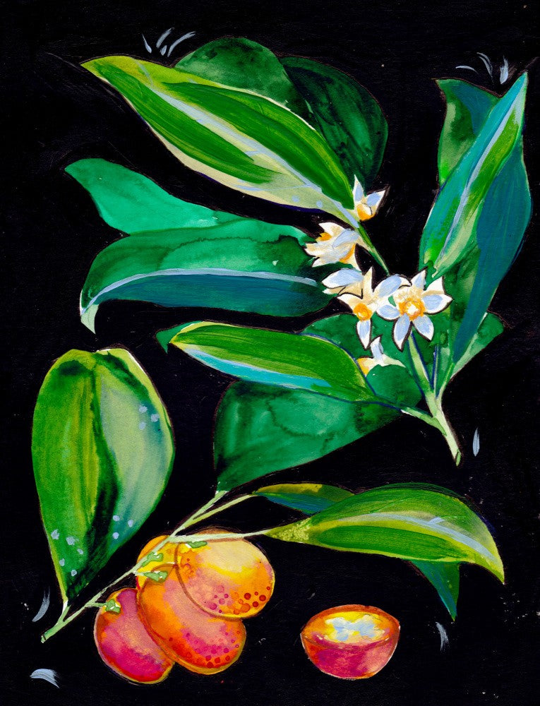 Kumquat Small