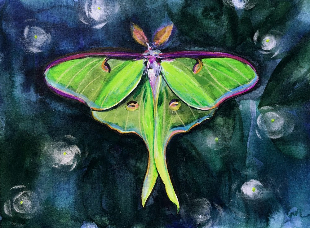 Luna Moth1