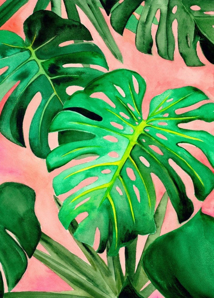 Monstera Large