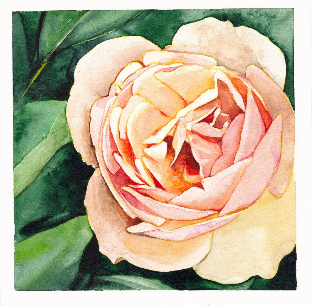 Peach Rose
