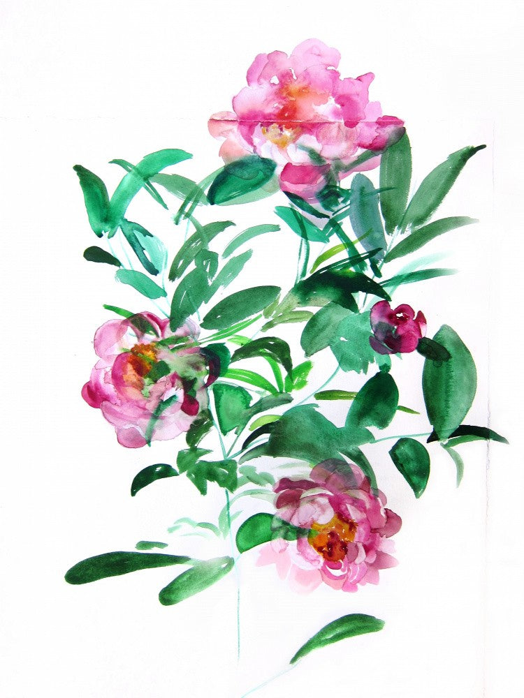 Peonies
