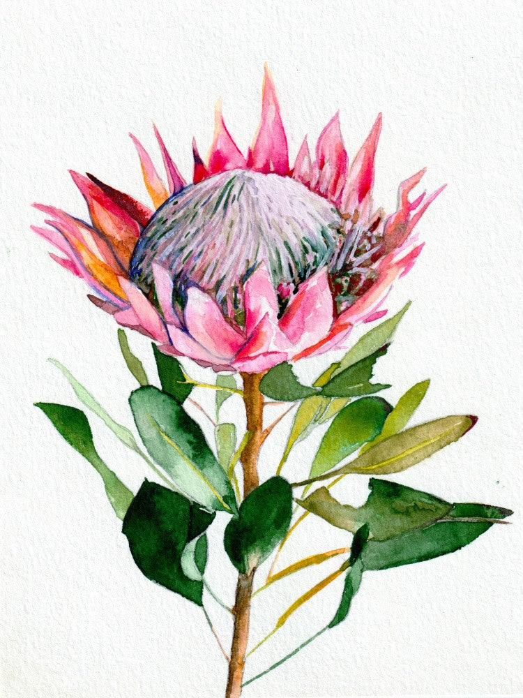 Protea