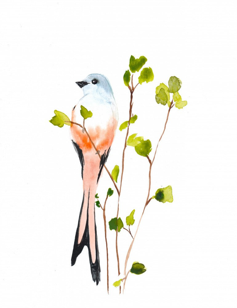 Scissortail