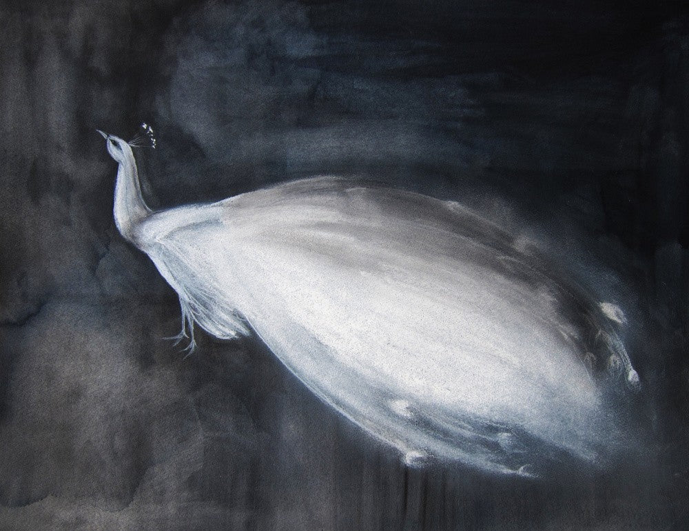 White Peacock