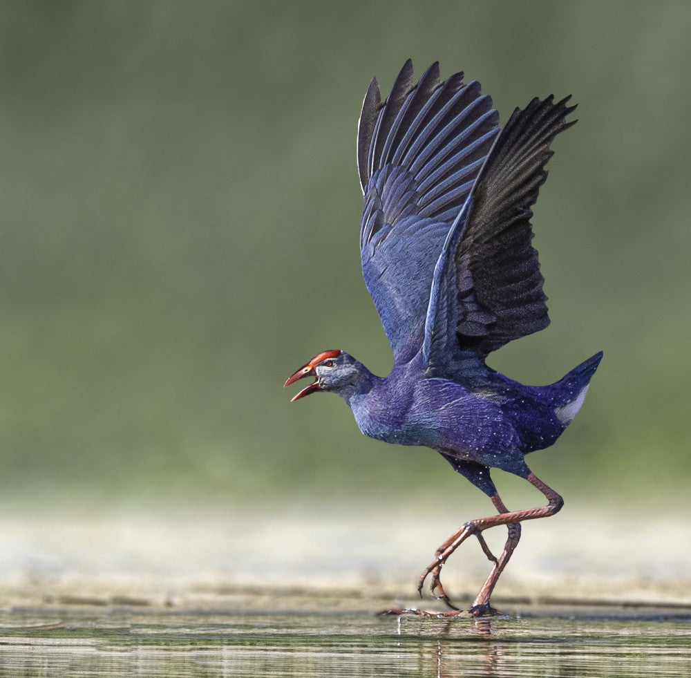 African Swamphen
