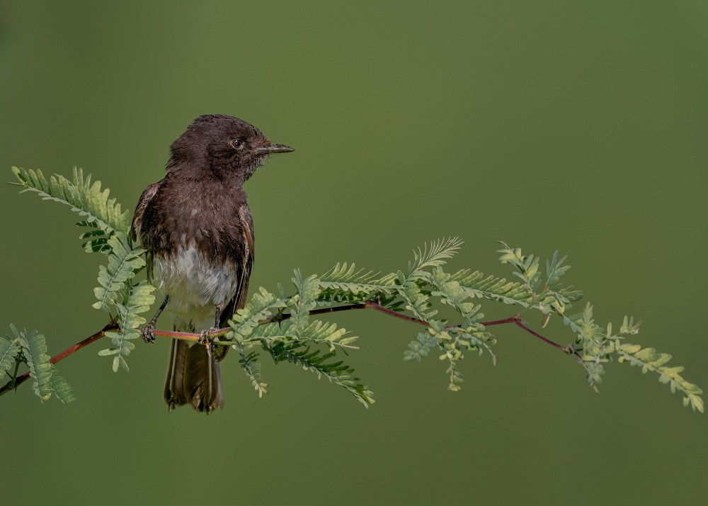 Black phoebe