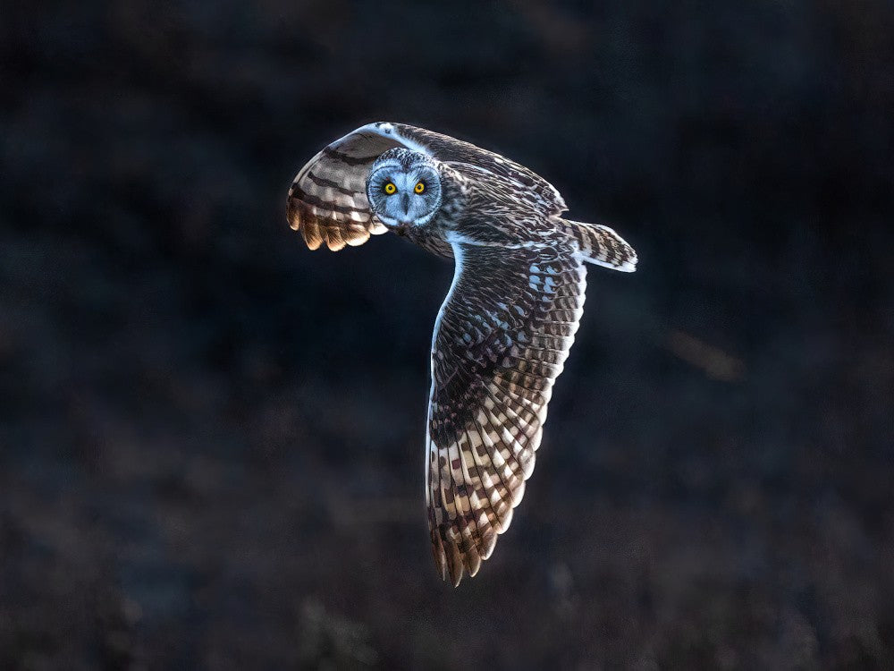 Short-ear Owl