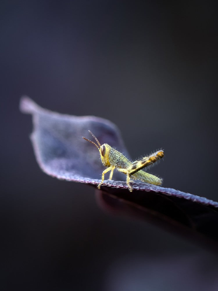 Little Grasshopper