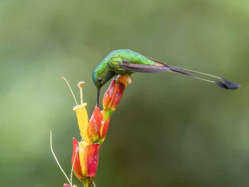 peruvian racket-tail