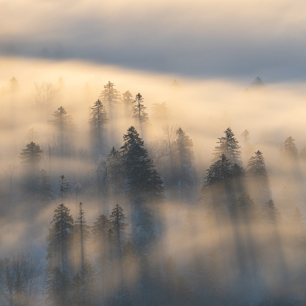 Fog and Light 2