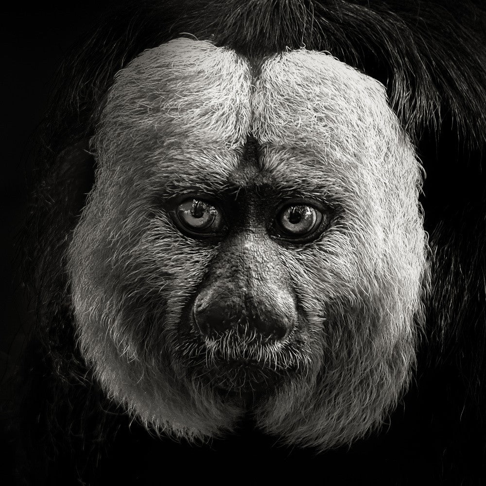White-Faced Saki