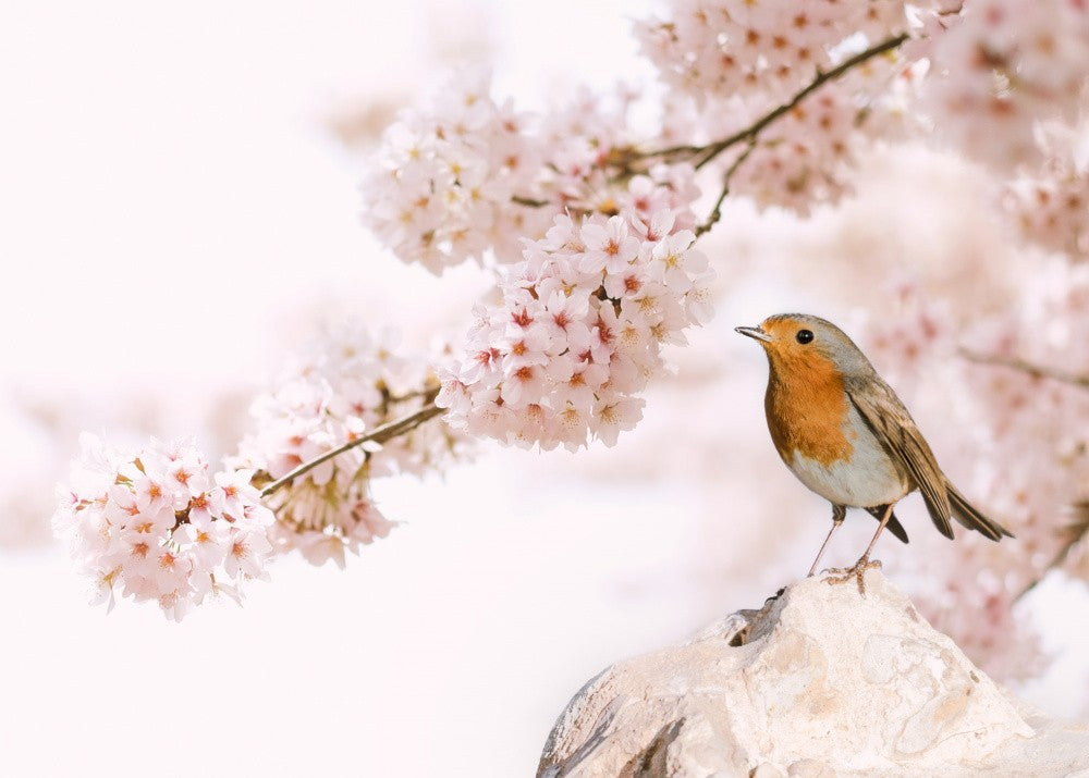 Robin