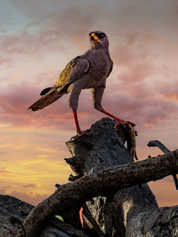 Pale Chanting Goshawk