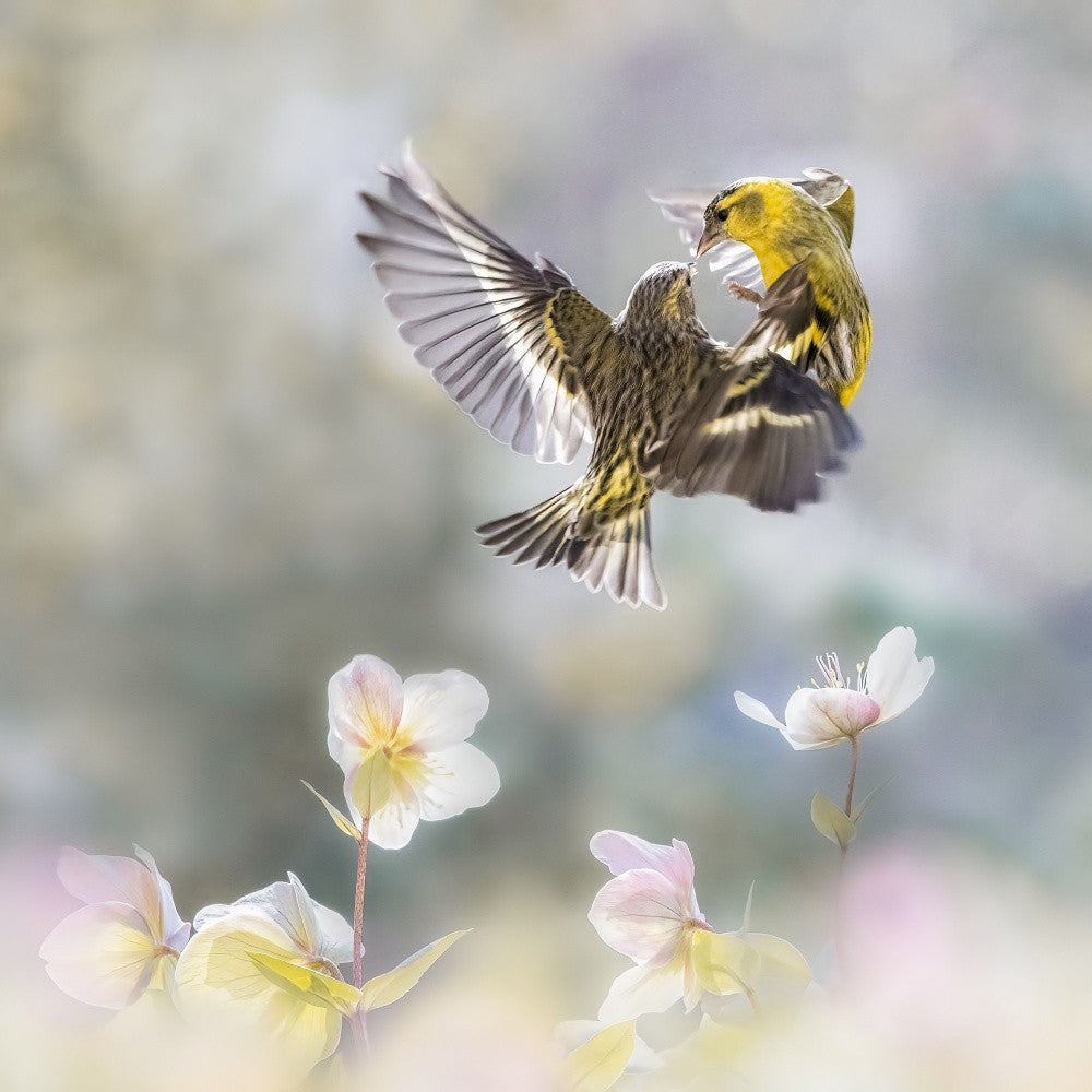 Spinus spinus in the spring