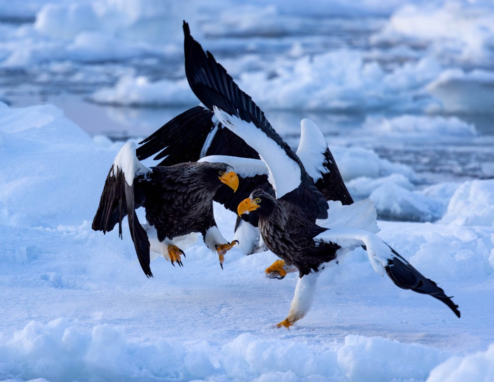 Eagle Fight