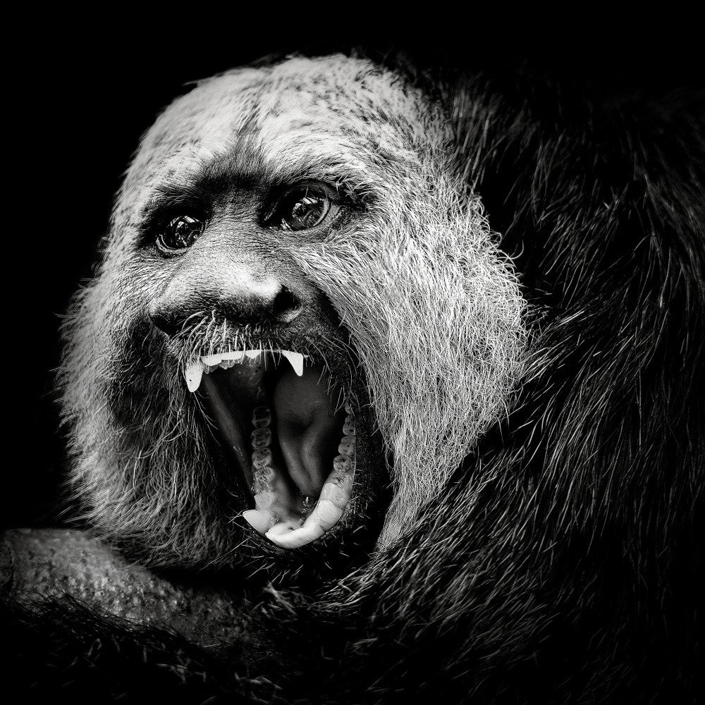 White-Faced Saki #2