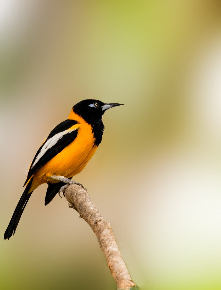 2024-Birds-Venezuelan Troupial