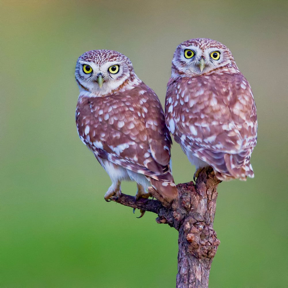 Little owls