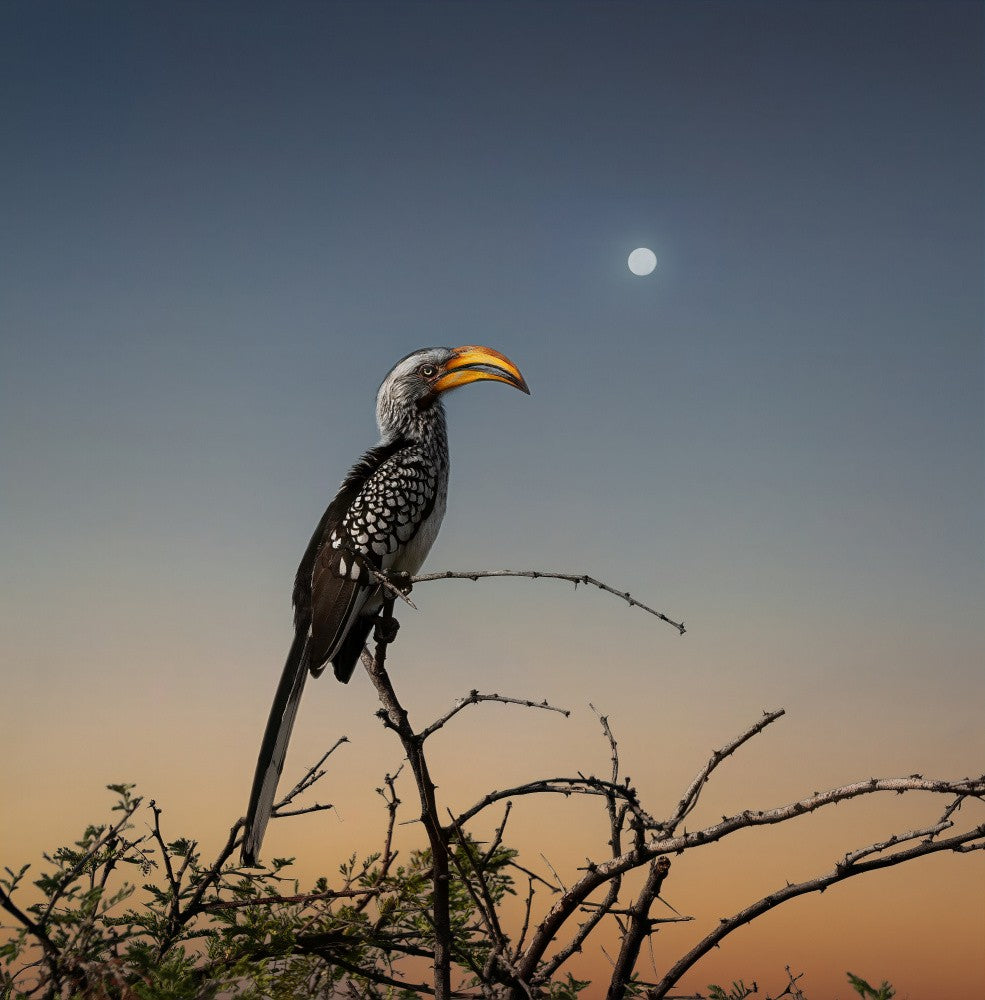 Südlicher Gelbschnabelhornvogel