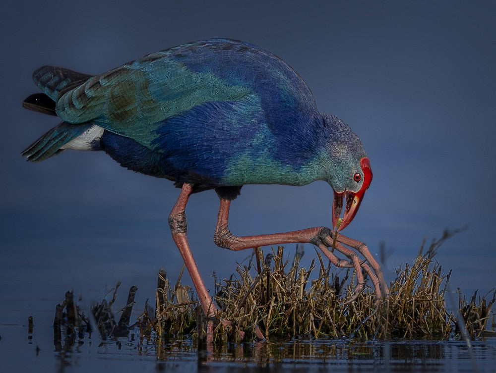Purple Swamphen