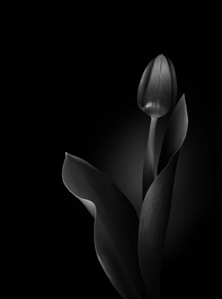 Dutch glory in B&W