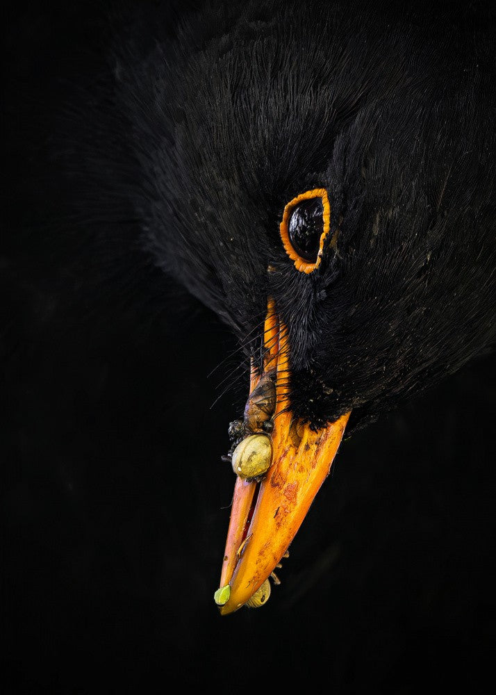 blackbird closeup