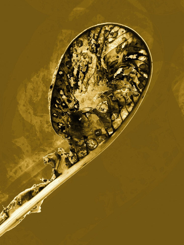 Fossilized Whirl