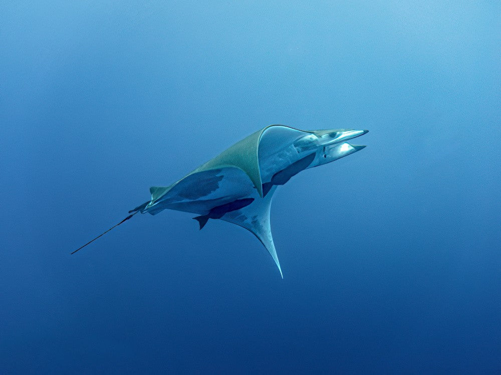 Meeting in the Blue