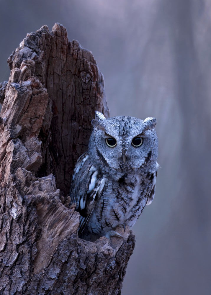 Eastern Screech-Owl