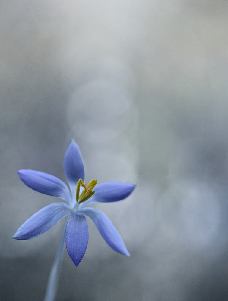Crocus