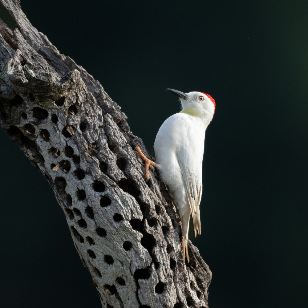 Leucistic Acorn Woodpecker 3