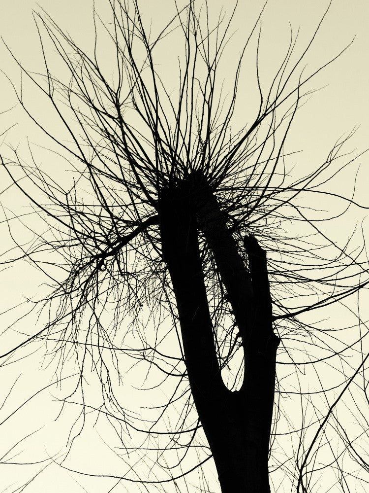 Winter's Silhouette