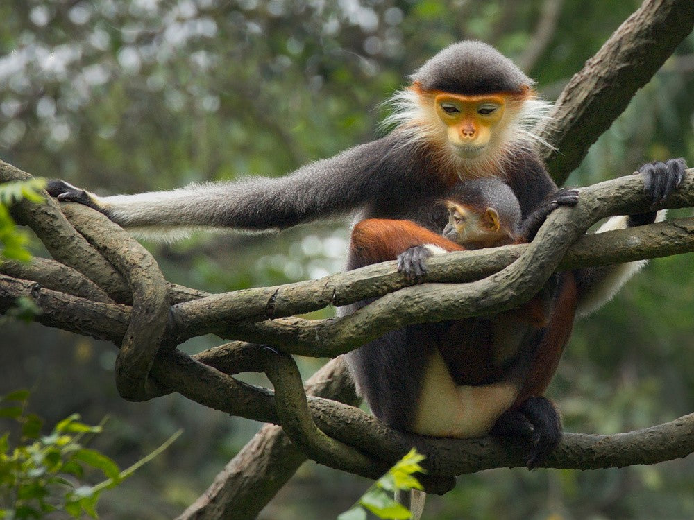 Red-Shanked Douc