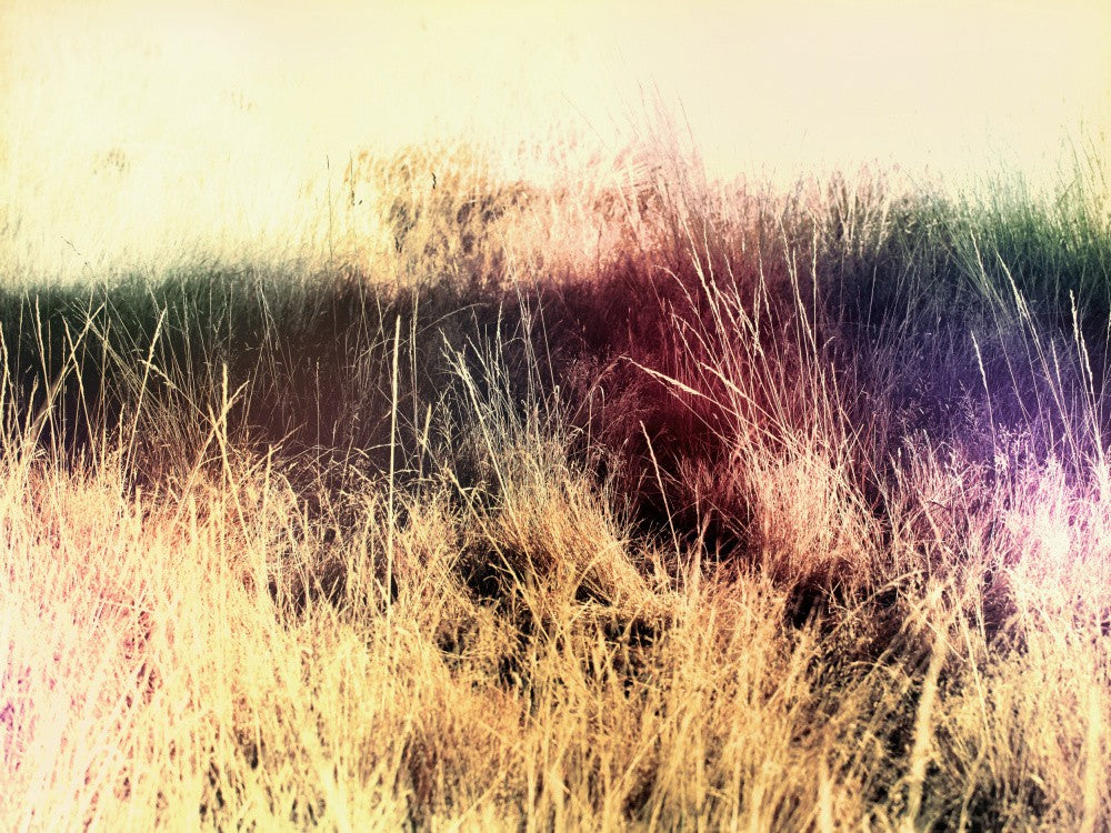 Dreamy Meadow Scene with Tall Grasses