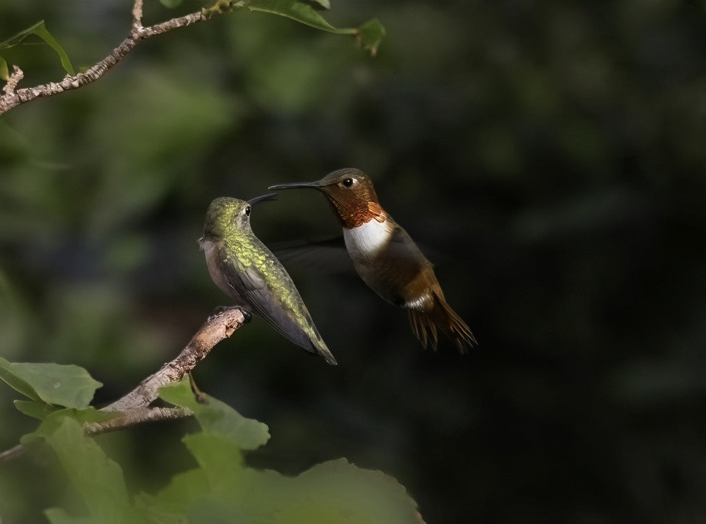 Hummingbirds