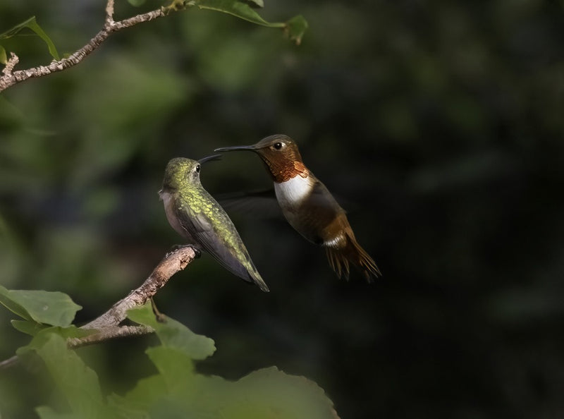 Hummingbirds