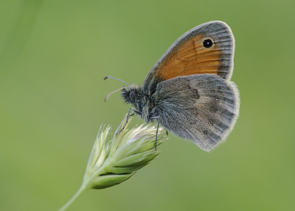Schmetterling