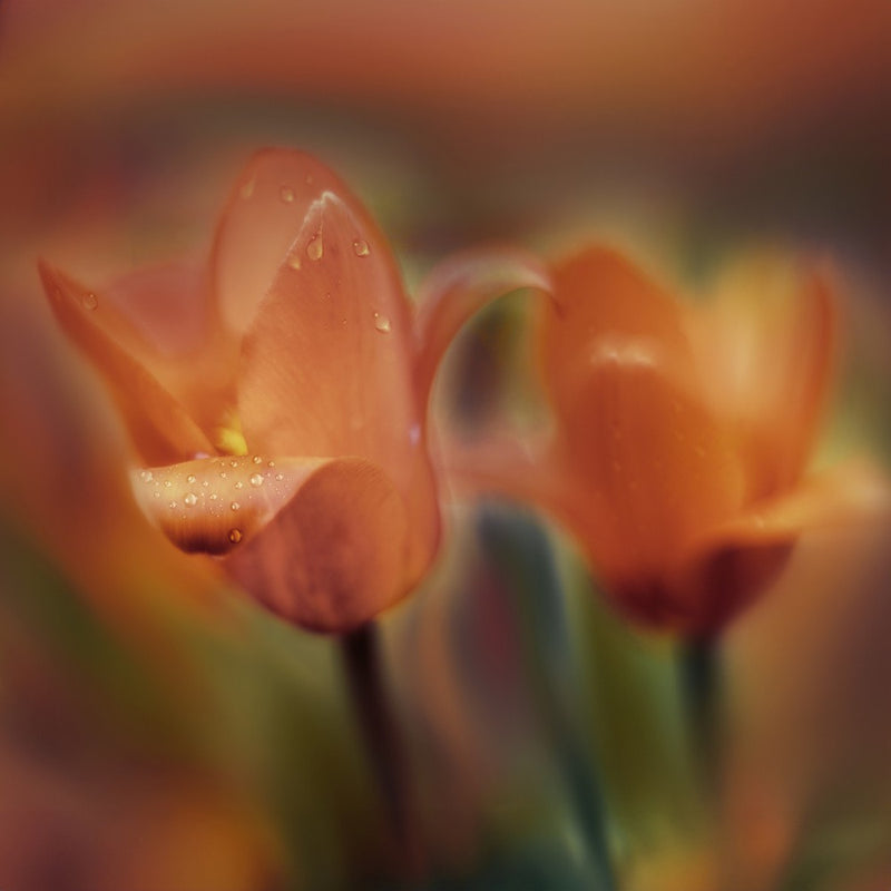 März-Tulpen