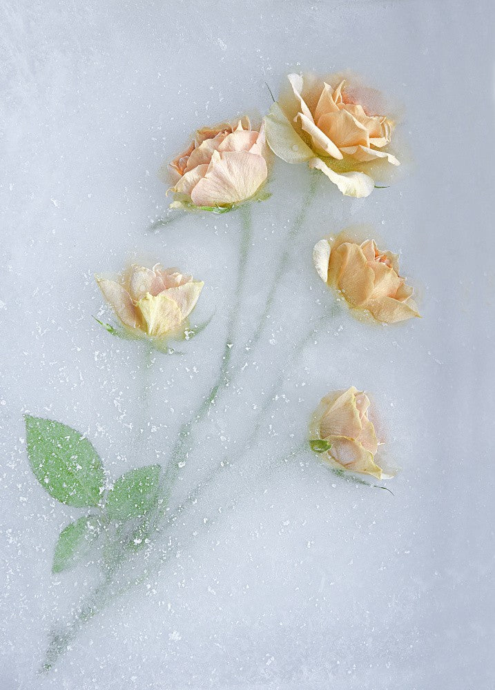 Gelbe Rosen.
