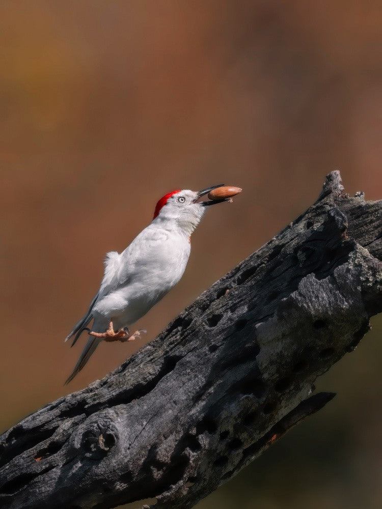 Take off  (Leucistic Acorn Woodpecker