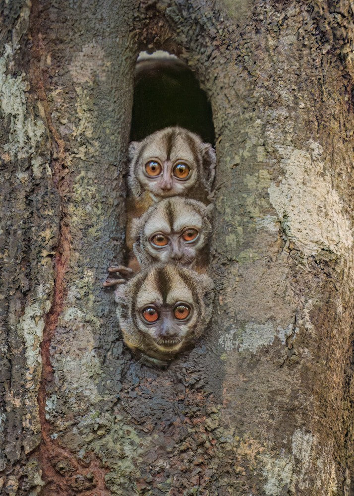 Night Owl Monkeys