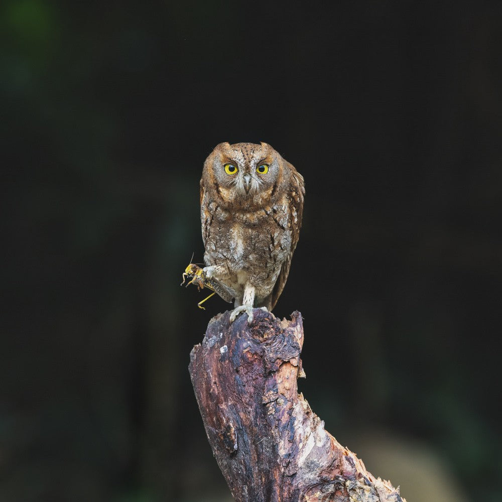 Eurasian scope Owl