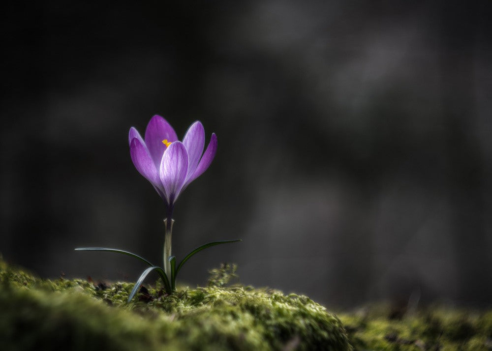 Crocus