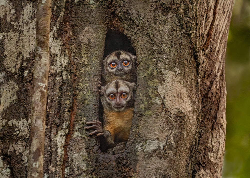 Owl Monkey