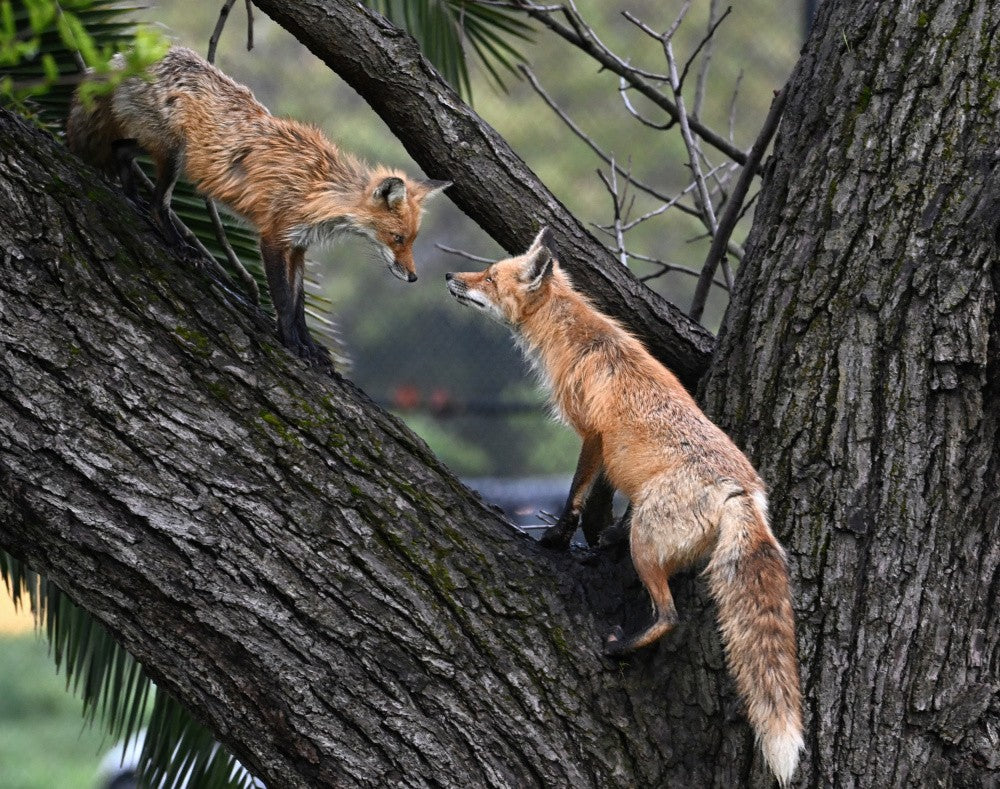Red Fox Sibling 0060