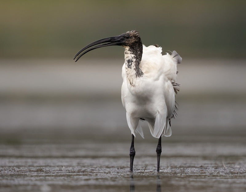 Ibis Sacro