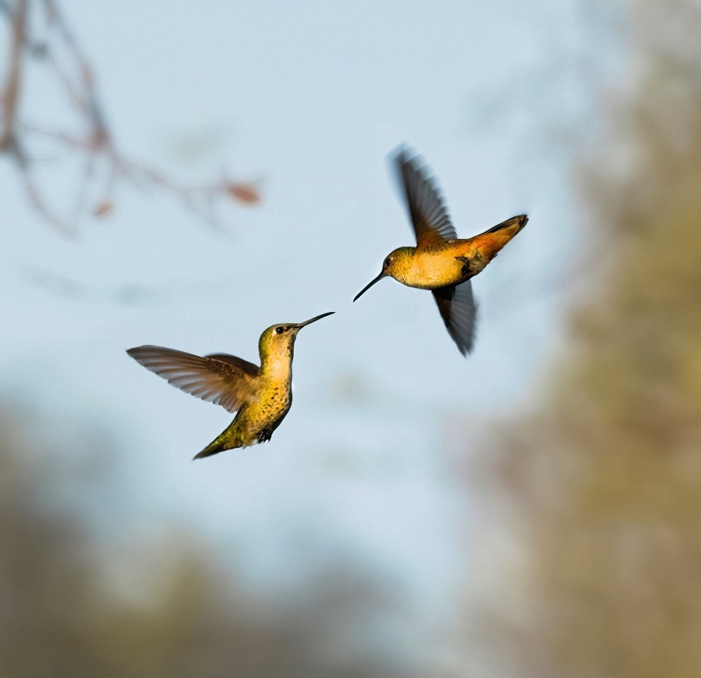 Hummingbirds