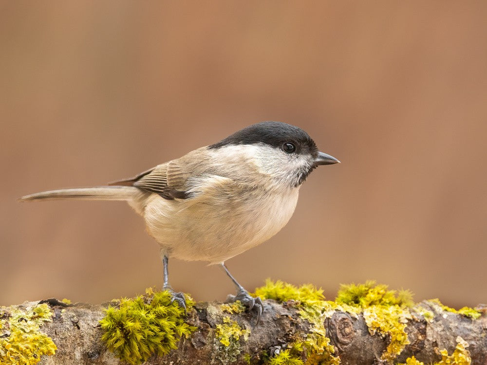 Always alert this little bird.