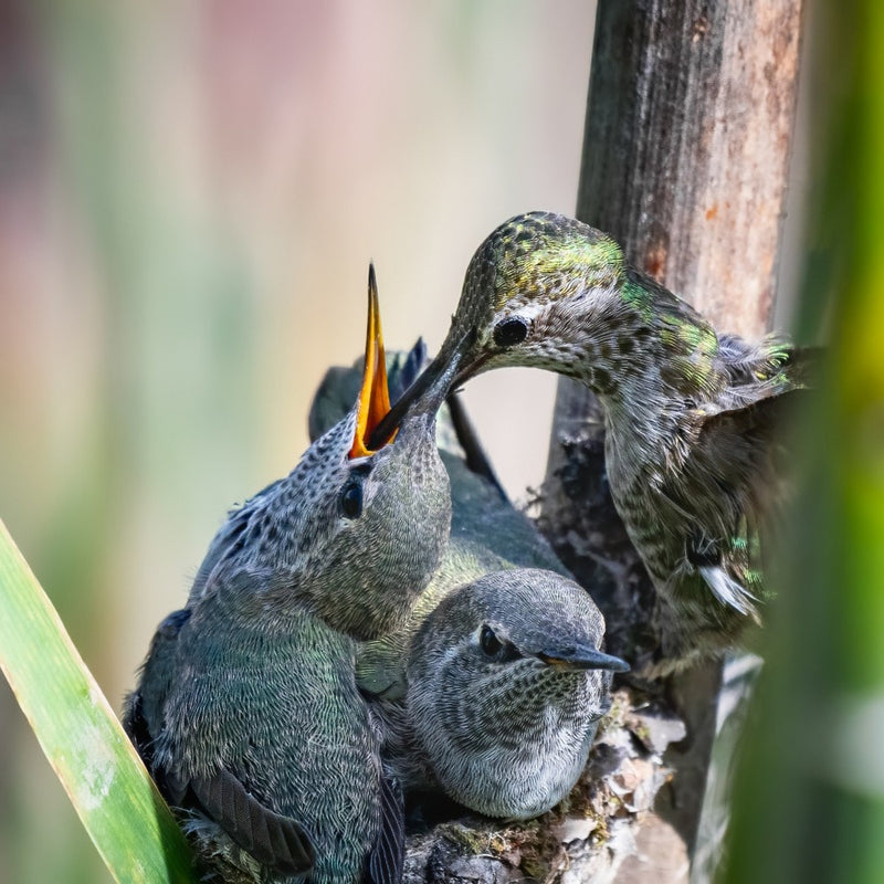 The difficult movements of a hummingbird mother feeding her baby