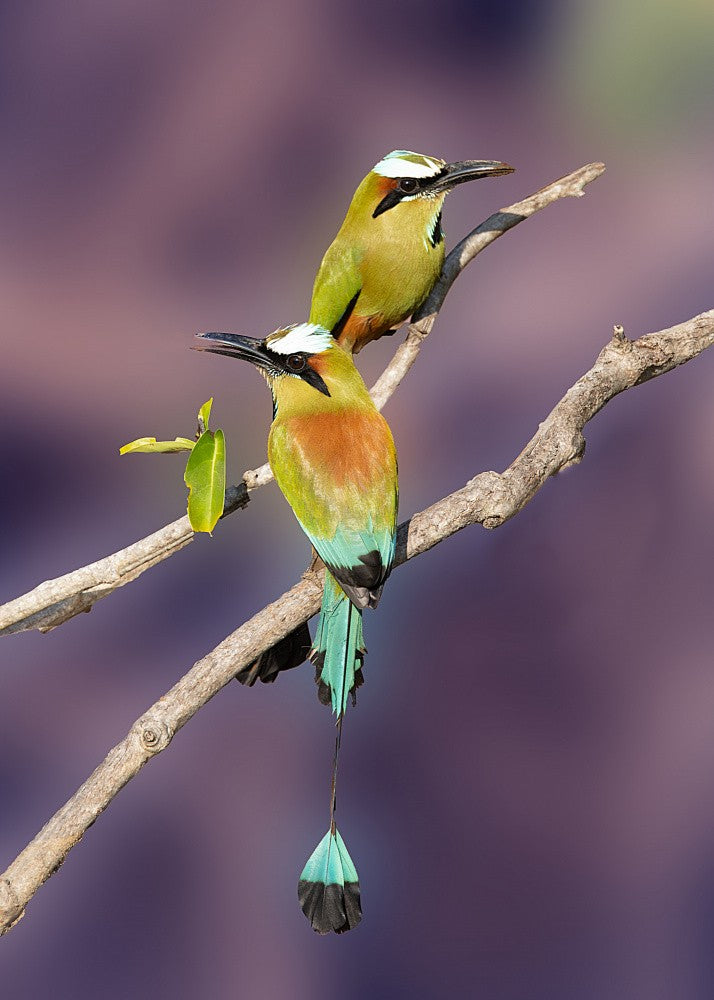 Turquoise browed Motmot